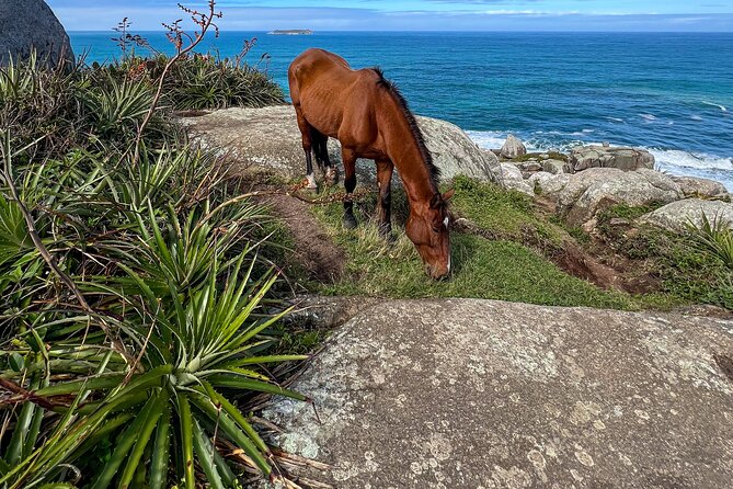 Secret Island Adventure: Gravata Trail, Floripa - The 45-minute walk to Praia do Gravata