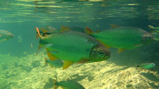 Skip the Line:Recanto Ecologico Rio da Prata Ticket including Trail & Snorkeling - Key details before you book