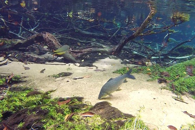 Skip the Line:Recanto Ecologico Rio da Prata Ticket including Trail & Snorkeling - What the guide adds to the experience