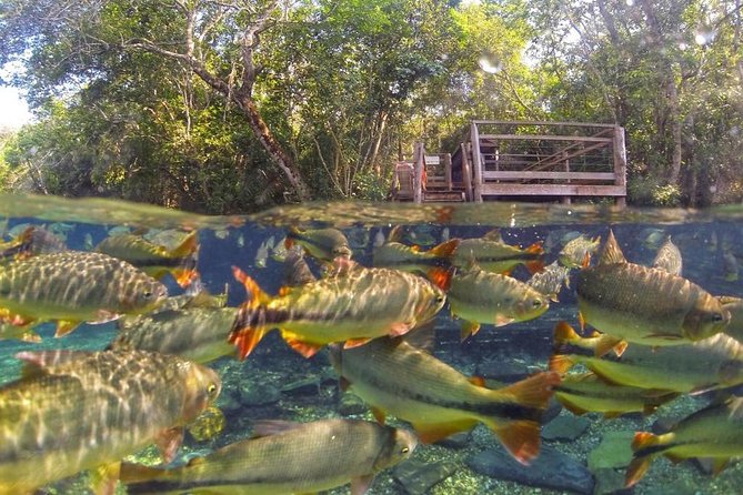 Skip the Line:Recanto Ecologico Rio da Prata Ticket including Trail & Snorkeling - Lunch is part of the value