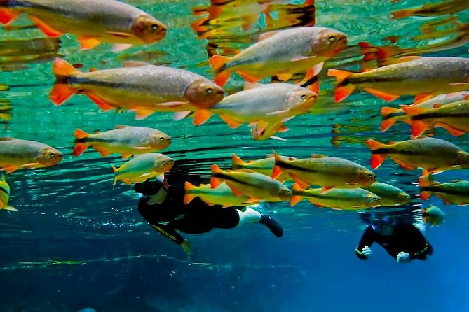 Skip the Line:Recanto Ecologico Rio da Prata Ticket including Trail & Snorkeling - Group size, timing, and comfort