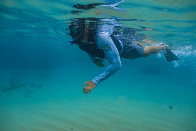 Snorkel Dive with Turtles - Is $29.43 a good price?