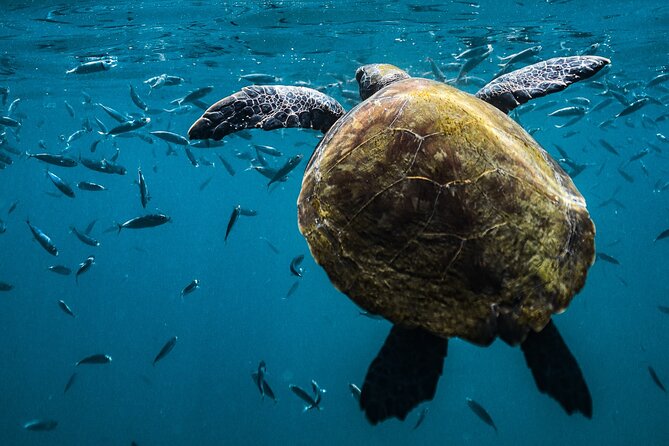 Snorkel Dive with Turtles - The shower question needs clarification