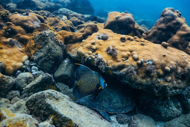 Snorkel Dive with Turtles - Timing, group size, and planning tips