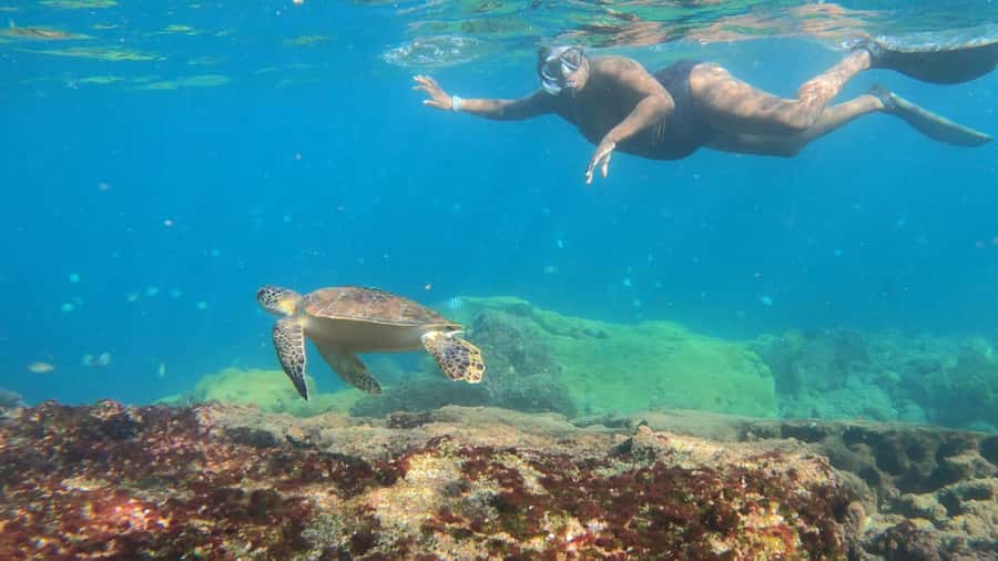 Snorkeling with turtles in their natural habitat - Key points before you book