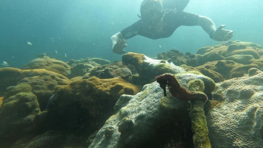 Snorkeling with turtles in their natural habitat - Starting at Vila do Abraão at 9:30