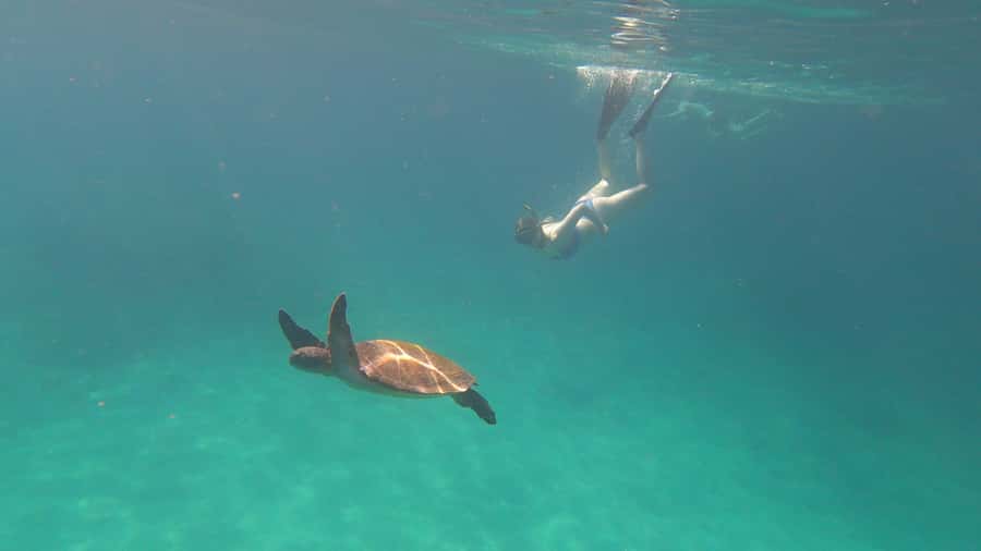 Snorkeling with turtles in their natural habitat - What the $602 group price really buys