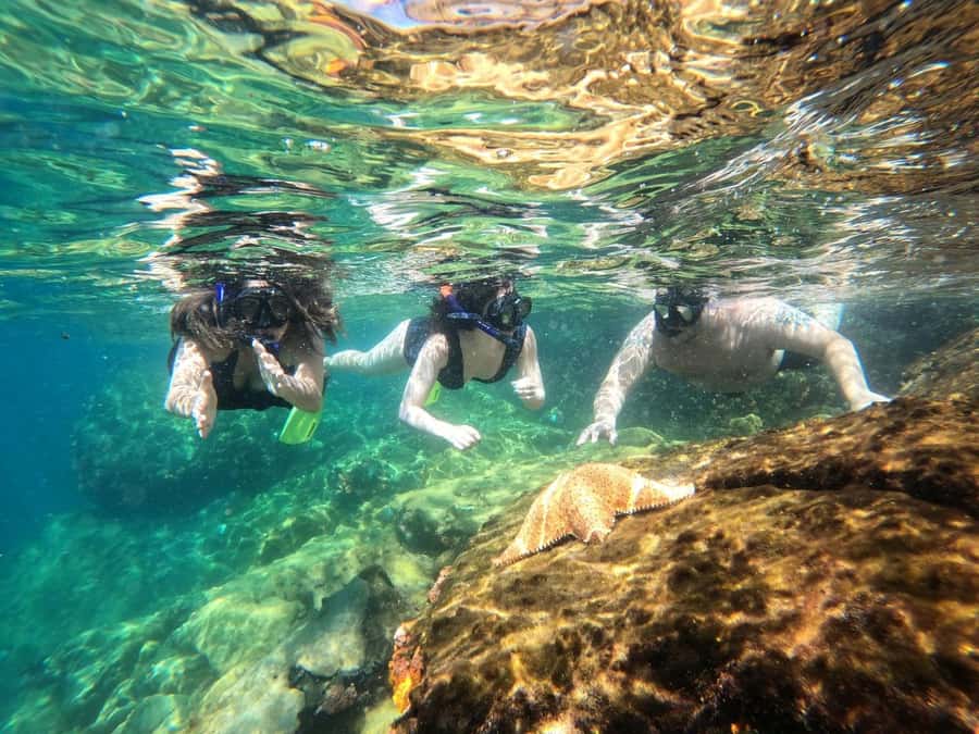 Snorkeling with turtles in their natural habitat - Practical advice for making the day better