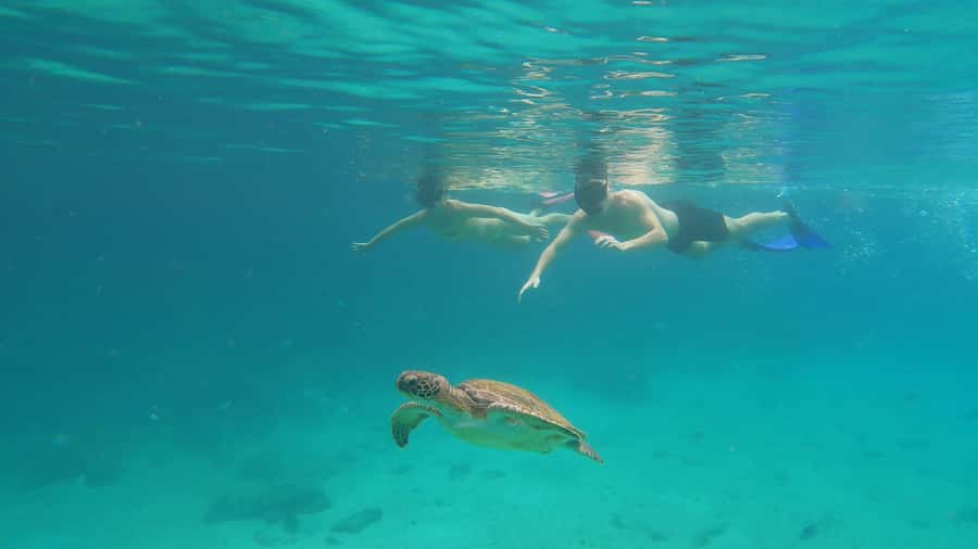 Snorkeling with turtles in their natural habitat - Lagoa Azul, the day’s main attraction