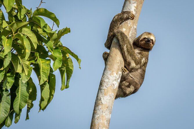 Taste of the Amazon Jungle 3D-2N-A Amazon Tapiri Floating Lodge - At a Glance: What This Amazon Trip Delivers
