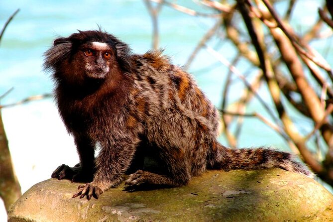 Tijuca Forest Caves and Falls Tour in Rio de Janeiro - What the $79 price really covers