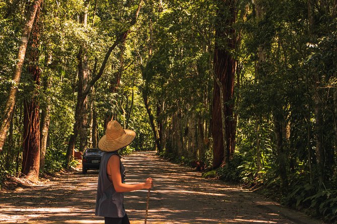Tijuca Forest Trail - specialized guide and photos - Is $68.61 a fair price?