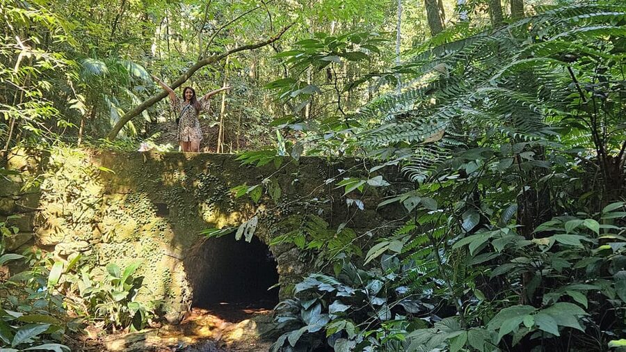 Tijuca National Park and all its wonders! - Wildlife in a City Park