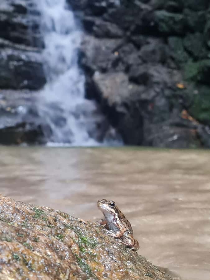 Tijuca Rain Forest - Adventure through Waterfalls & Caves - Key points at a glance