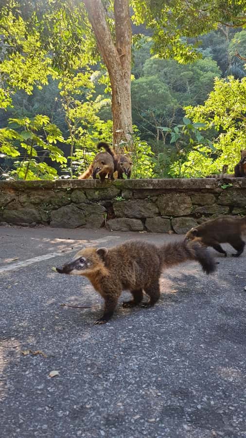 Tijuca Rain Forest - Adventure through Waterfalls & Caves - What to pack for five hours outside