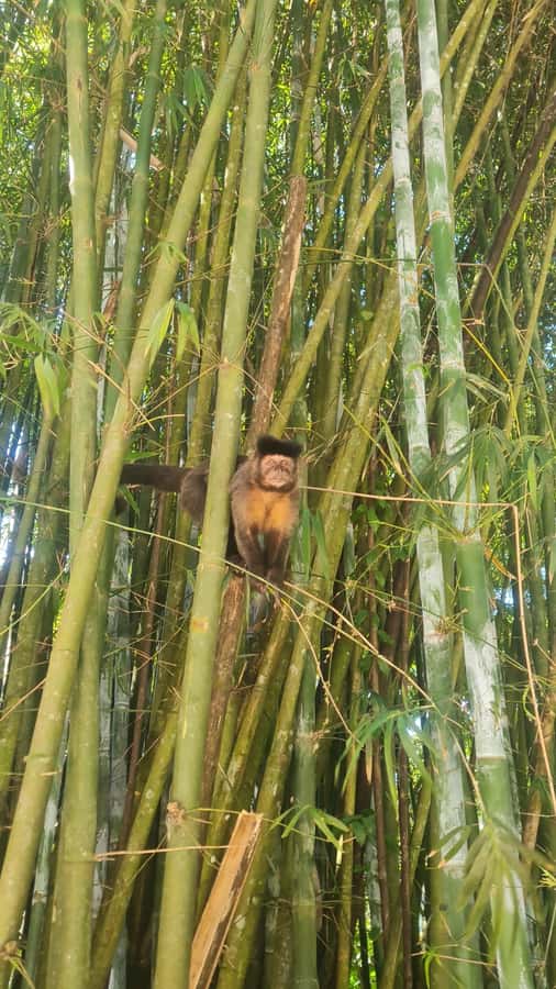 Tijuca Rain Forest - Adventure through Waterfalls & Caves - Wildlife, photos, and the guide’s role