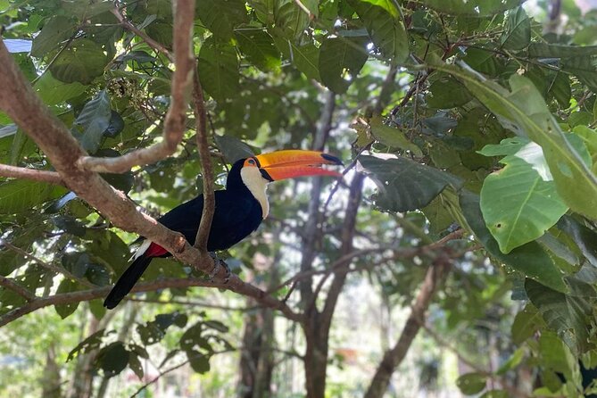 Tour 2 days: Brazilian Falls and Argentina & Bird Park - Booking and cancellation details worth noting