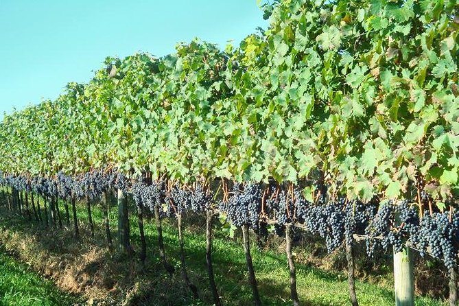 Tour Gran Reserva - Valley of the Vineyards - Miolo Wine Group: five wines and a short course