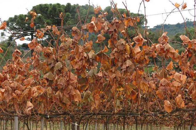 Tour Gran Reserva - Valley of the Vineyards - A full day of tasting needs a little discipline