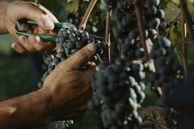 Tour Gran Reserva - Valley of the Vineyards - Getting to the 8:00 a.m. departure