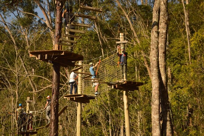 Tree climbing among the araucarias - What tree climbing at Caldas Base is really like