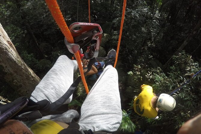 Tree Climbing in the Amazon - Reaching the Angelim tree