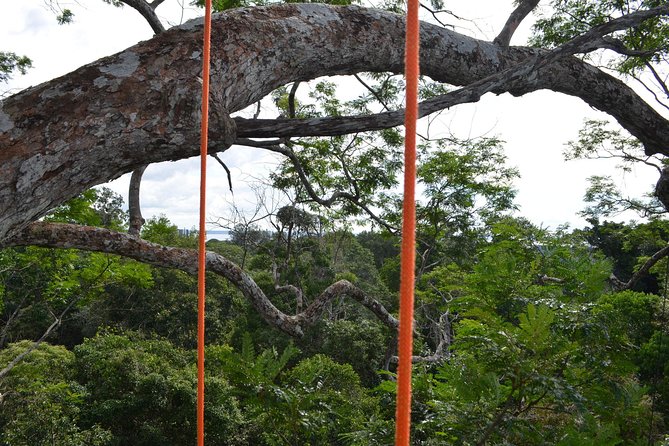 Tree Climbing in the Amazon - A small group, with a few timing warnings