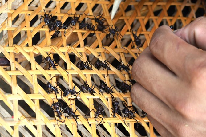 Tucandeira Ants Indigenous Ritual - Why this Manaus outing feels different