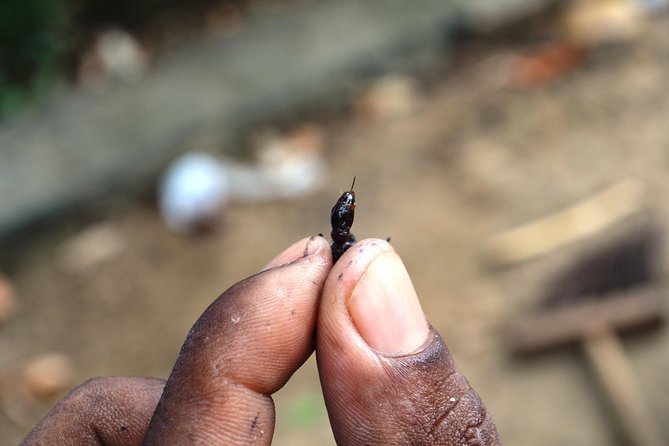 Tucandeira Ants Indigenous Ritual - Who should book this experience?