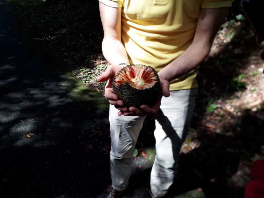 Walk to the Big Rock in Cantareira State Park - Wildlife, trees, and the park’s story