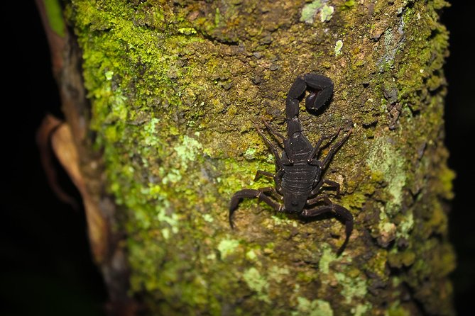 Welcome To the Jungle 5D/4N At Tapiri Rio Negro Lodge - Five details that shape the experience