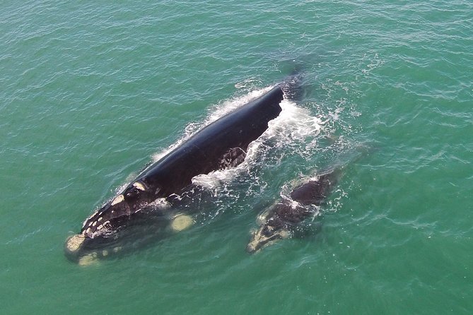 Whale Watching – Whale watching from land - Key points to know before booking