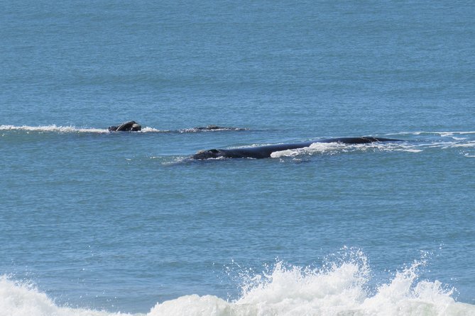 Whale Watching – Whale watching from land - Why this whale tour is different from a boat trip