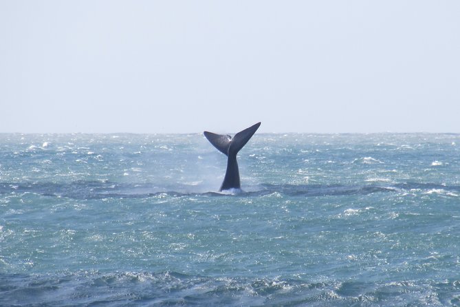 Whale Watching – Whale watching from land - The guide shapes the experience