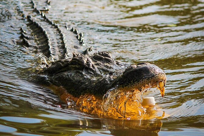 Wildlife Life Private Tour - Parque Lage: art, gardens, and the first animal sightings