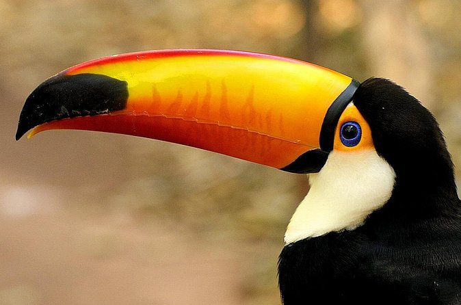Wildlife Life Private Tour - Ilha da Gigoia: the tour’s strongest wildlife encounter