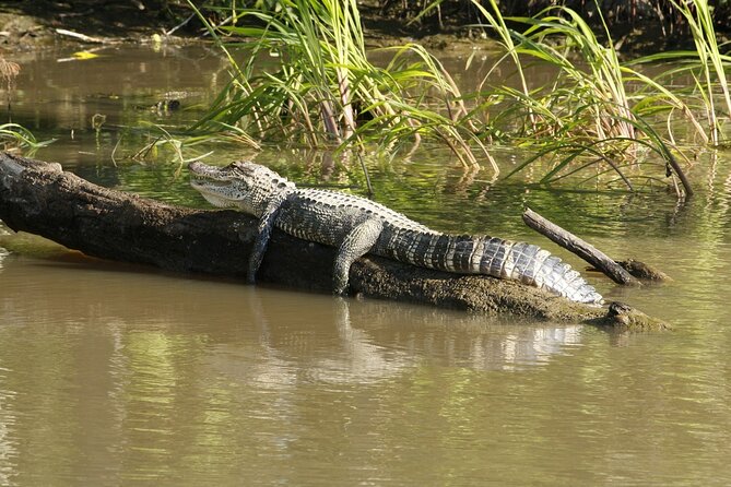 Wildlife Life Private Tour - Tijuca Forest: a short taste of Rio’s urban rainforest