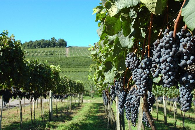 Wineries of the South, Maria Fumaça Train and Italian Epic Park - Riding the Maria Fumaça through Italian tradition